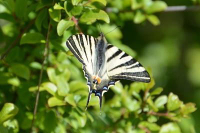 <i>Iphiclides podalirius</i>
