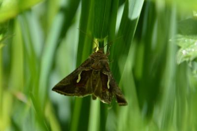 <i>Macdunnoughia confusa</i>