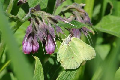 <i>Gonepteryx rhamni</i>