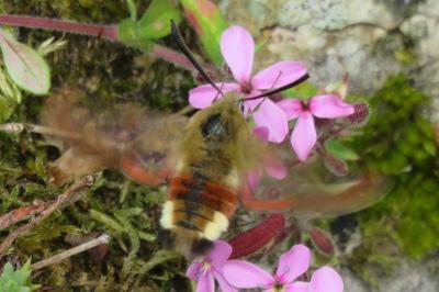 <i>Hemaris fuciformis</i>