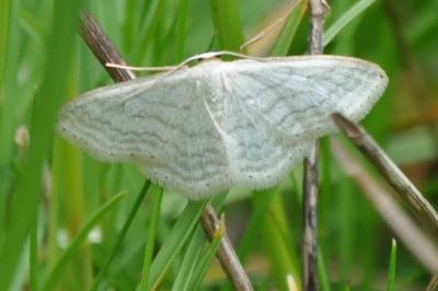 <i>Idaea subsericeata</i>