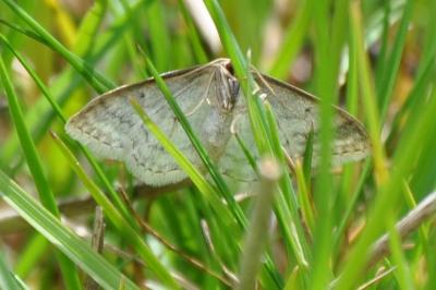 <i>Idaea subsericeata</i>