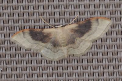 <i>Idaea degeneraria</i>