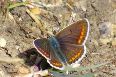 <i>Aricia agestis</i>