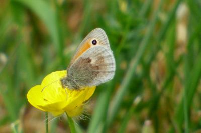 <i>Coenonympha pamphilus</i>