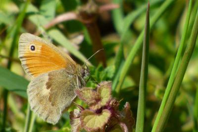 <i>Coenonympha pamphilus</i>