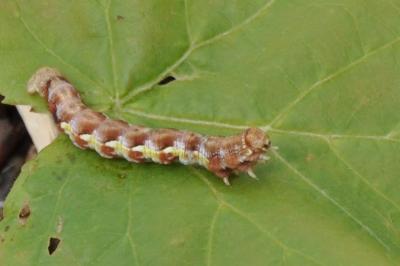<i>Erannis defoliaria</i>