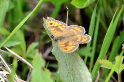 <i>Lasiommata megera</i>