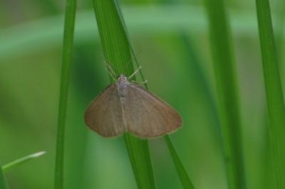 <i>Minoa murinata</i>