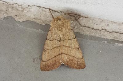 <i>Charanyca trigrammica</i>