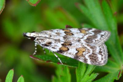 <i>Scoparia pyralella</i>