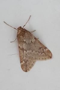 <i>Alsophila aescularia</i>