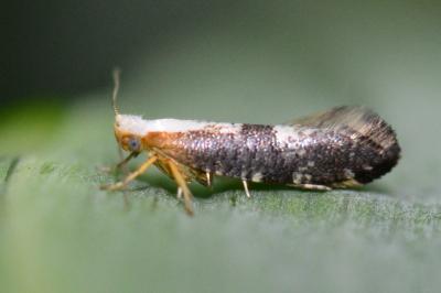 Argyresthia spinosella