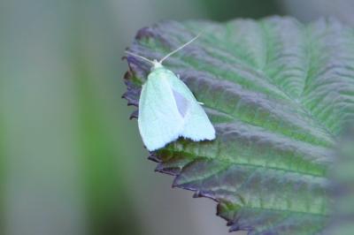 Tortrix viridana