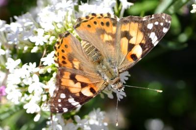 Vanessa cardui