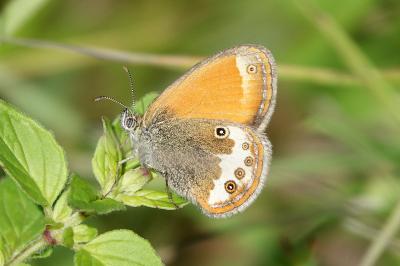 Coenonympha arcania