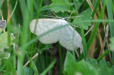 Scopula immutata