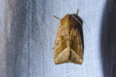 Hydraecia micacea