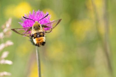 Hemaris tityus