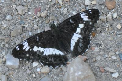 Limenitis camilla