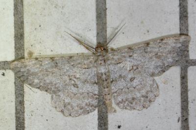 Hypomecis punctinalis