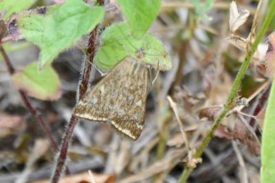 Loxostege sticticalis
