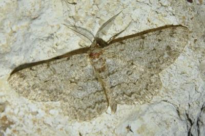 Hypomecis punctinalis
