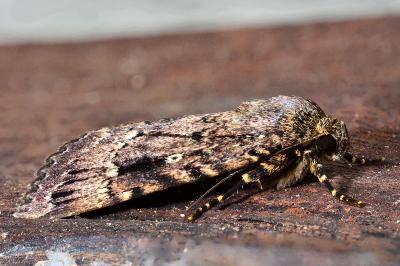 Amphipyra pyramidea
