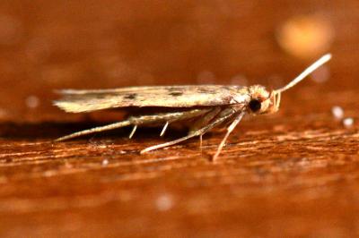 Borkhausenia nefrax