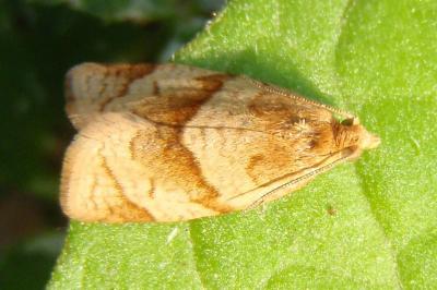 Clepsis rurinana