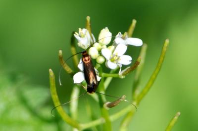 Cauchas rufimitrella