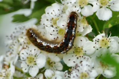 Trichiura crataegi
