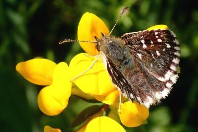 Pyrgus malvae