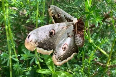 Saturnia pyri