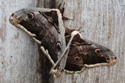 Saturnia pyri