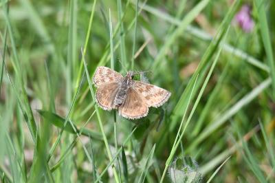 Erynnis tages
