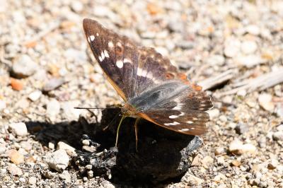Apatura ilia