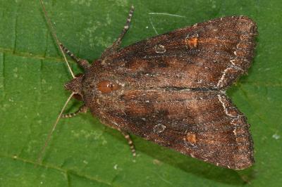 Lacanobia oleracea