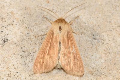 Mythimna pallens
