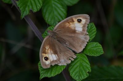 Maniola jurtina