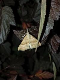 <i>Hypena proboscidalis</i>