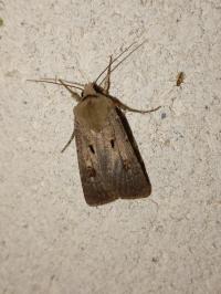 <i>Agrotis exclamationis</i>