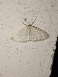 <i>Idaea subsericeata</i>