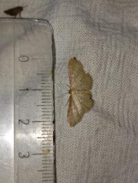 <i>Idaea humiliata</i>