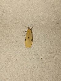 <i>Lithosia quadra</i>