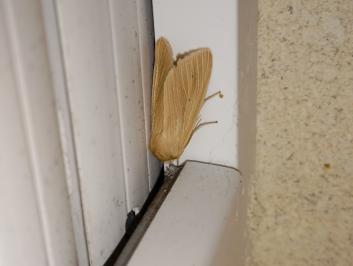 <i>Mythimna pallens</i>