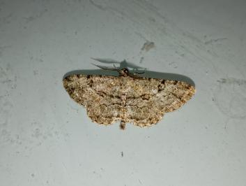 <i>Peribatodes rhomboidaria</i>