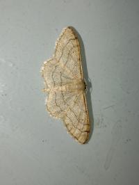 <i>Idaea aversata</i>