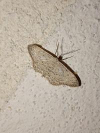 <i>Idaea seriata</i>
