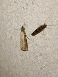 <i>Chrysoteuchia culmella</i>